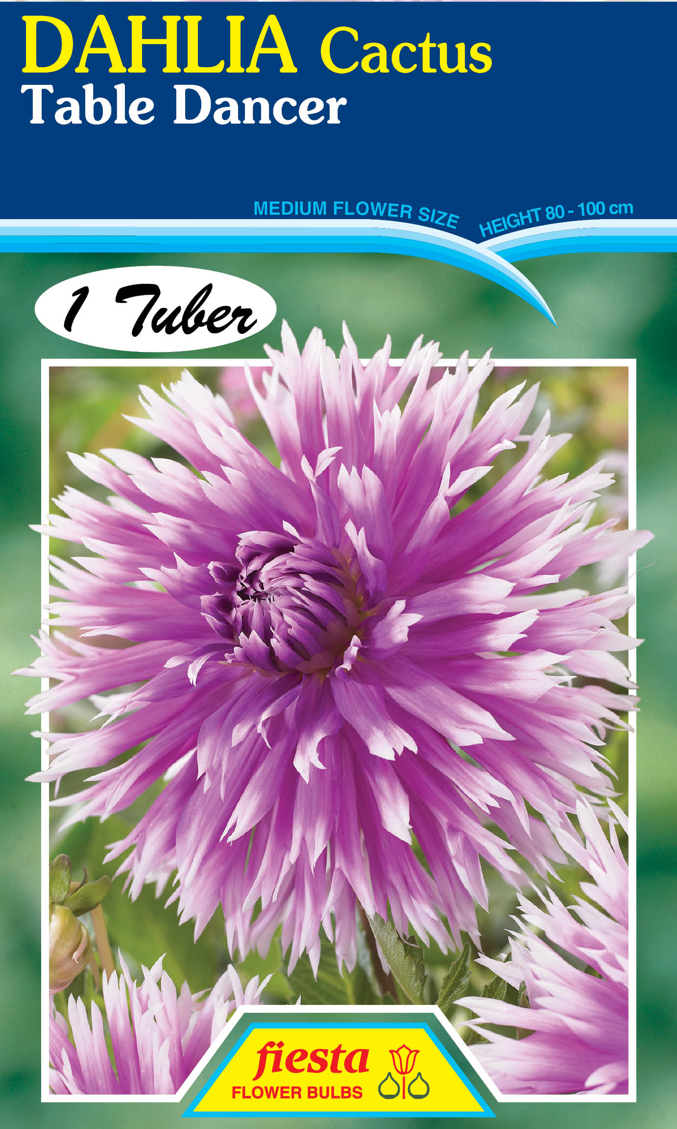 Dahlia Tuber - Table Dancer