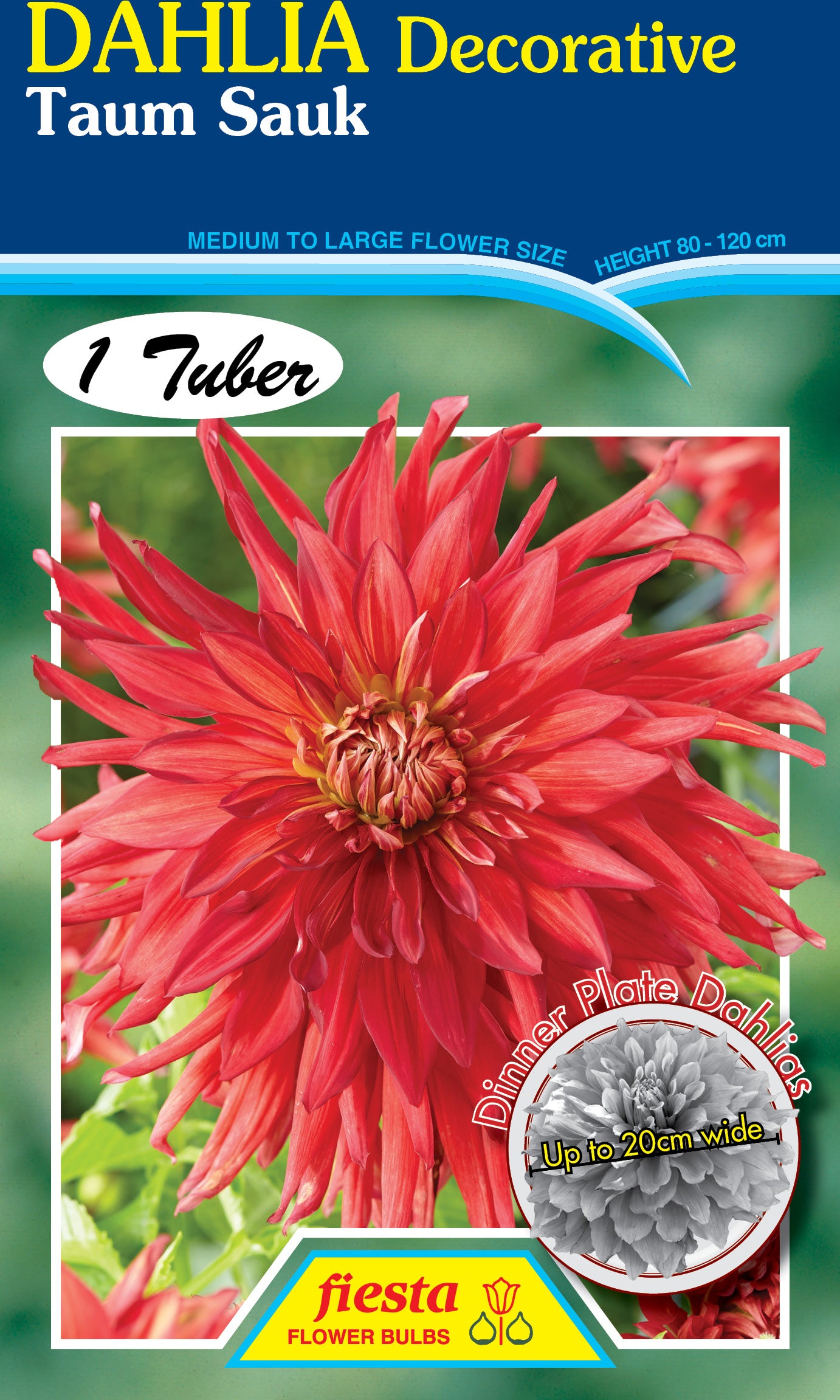 Dahlia Tuber - Taum Sauk