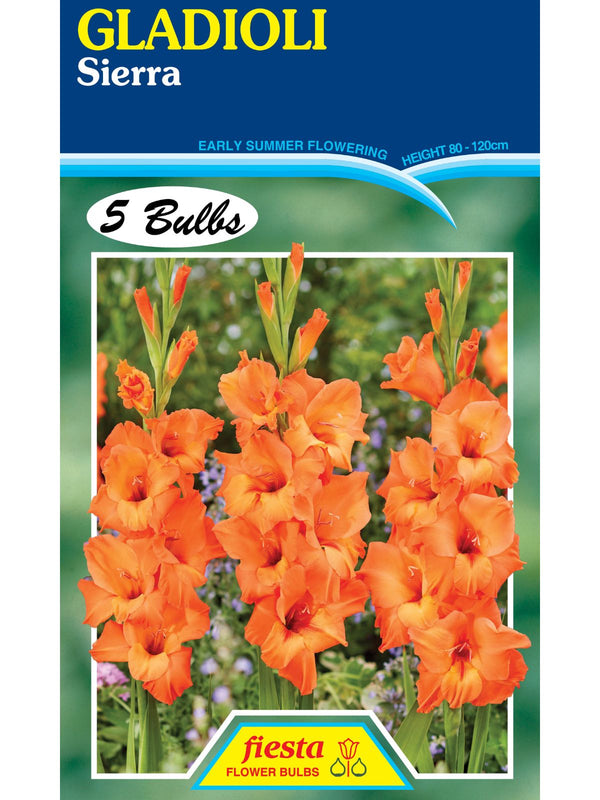 Bulb - Gladioli - Sierra