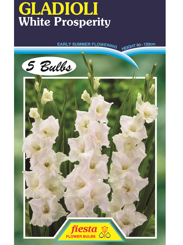 Bulb - Gladioli - White Prosperity