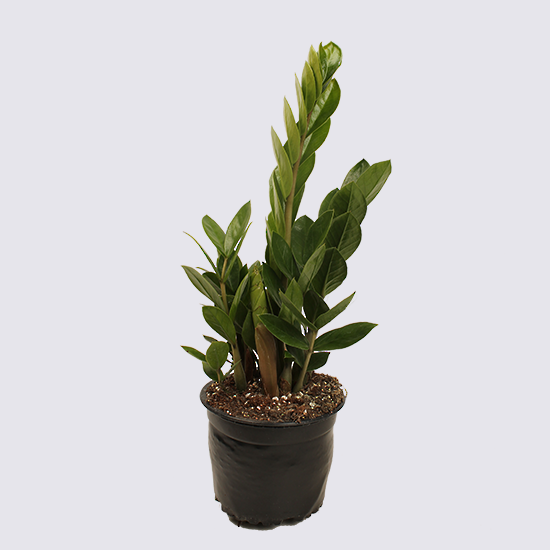 buy zz plant nz Indoor Plant - ZZ Plant