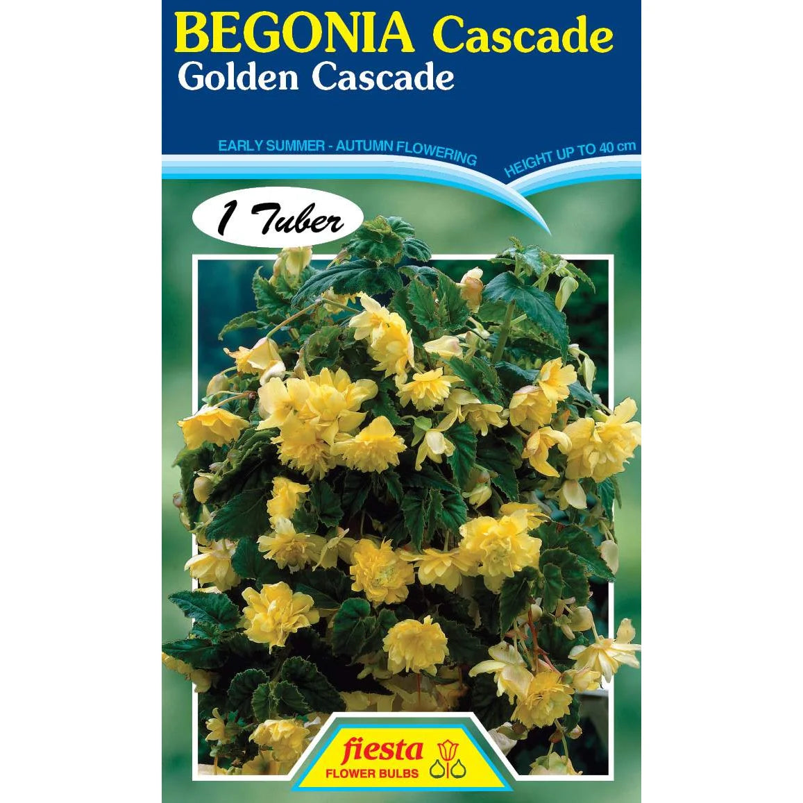 Bulb - Begonia - Golden Cascade