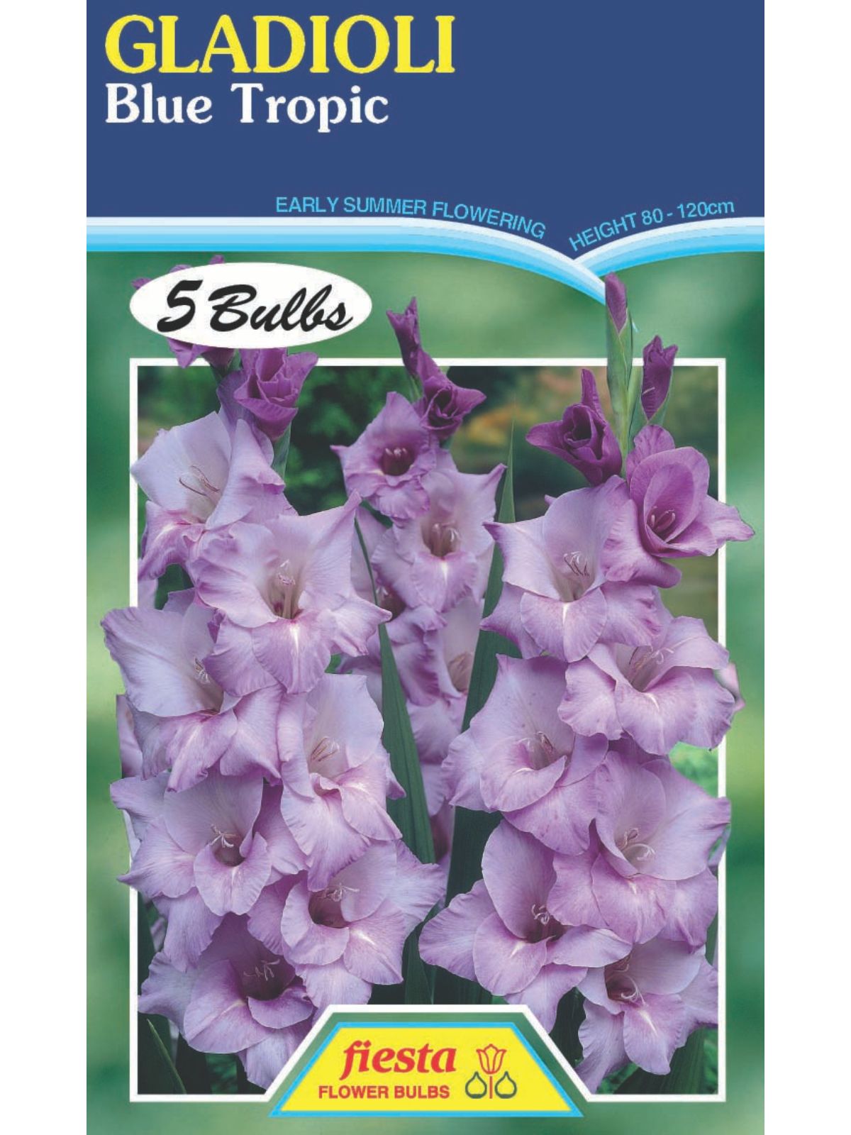 Bulb - Gladioli - Blue Tropic