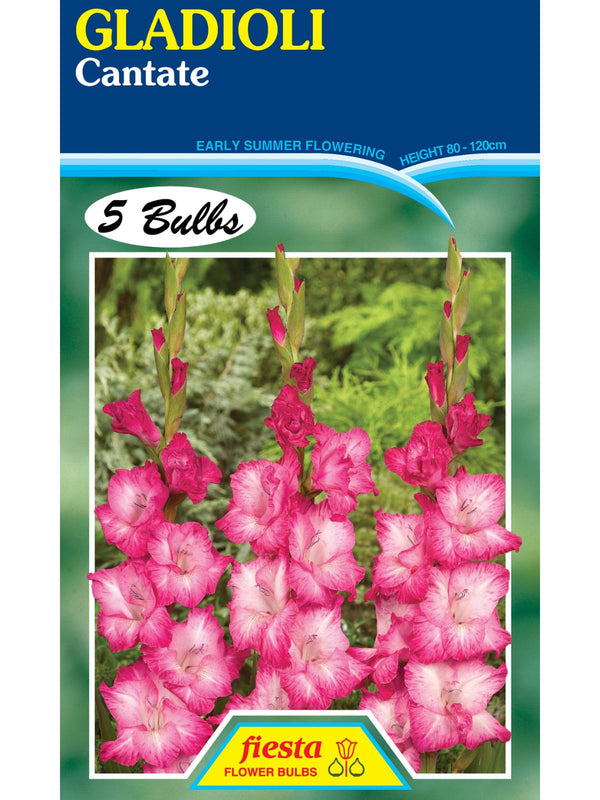 Bulb - Gladioli - Cantate