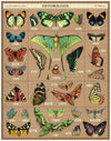 Vintage Puzzle - Entomology