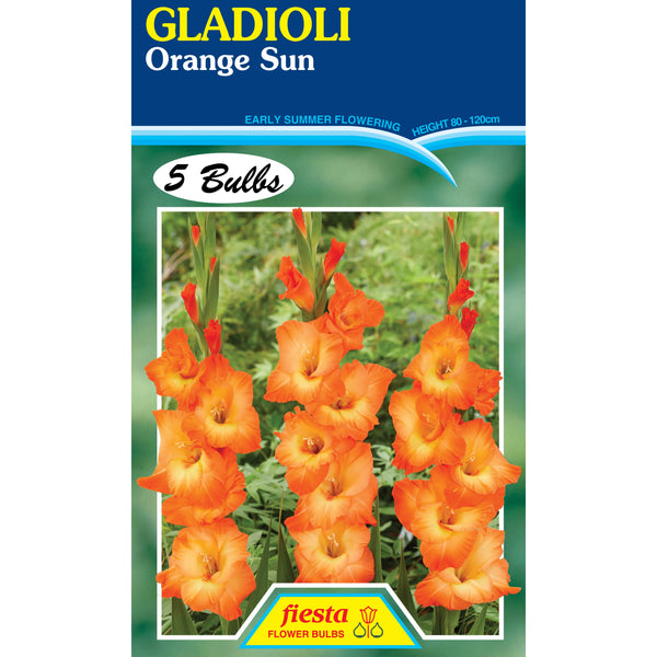 Bulb - Gladioli - Orange Sun