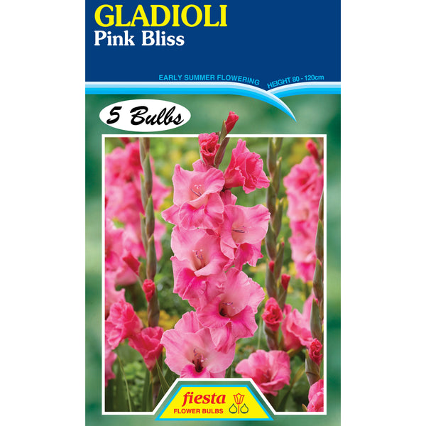 Bulb - Gladioli - Pink Bliss