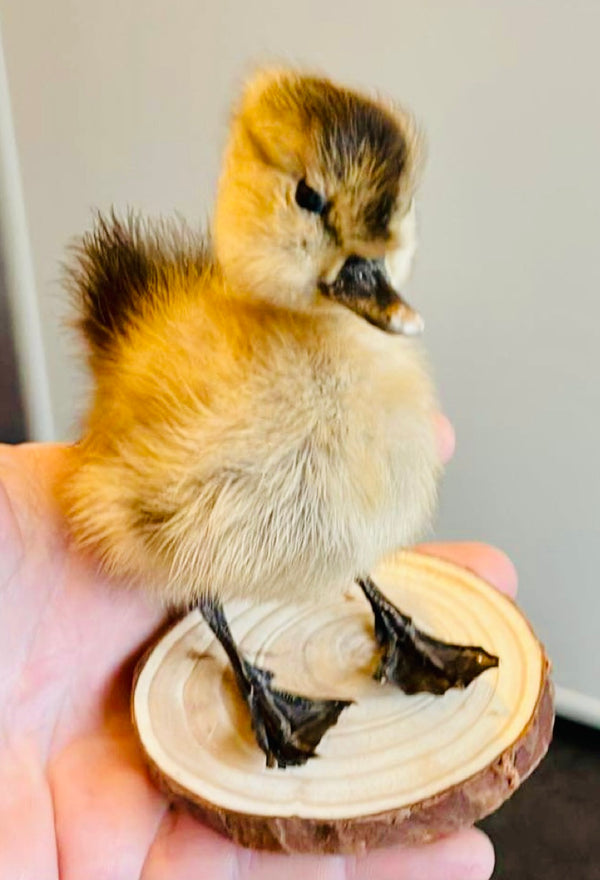 Taxidermy Duckling - Real!