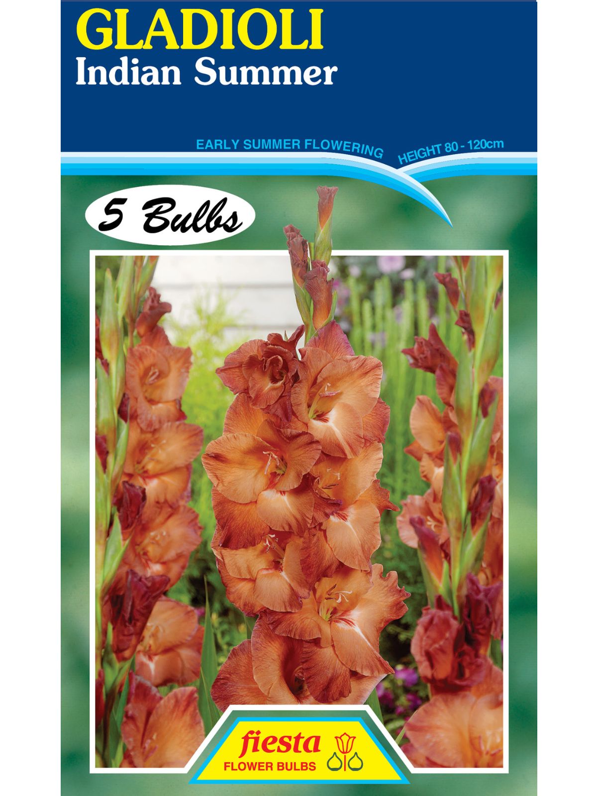 Bulb - Gladioli - Indian Summer