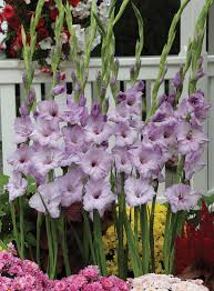 Bulb - Gladioli - Milka