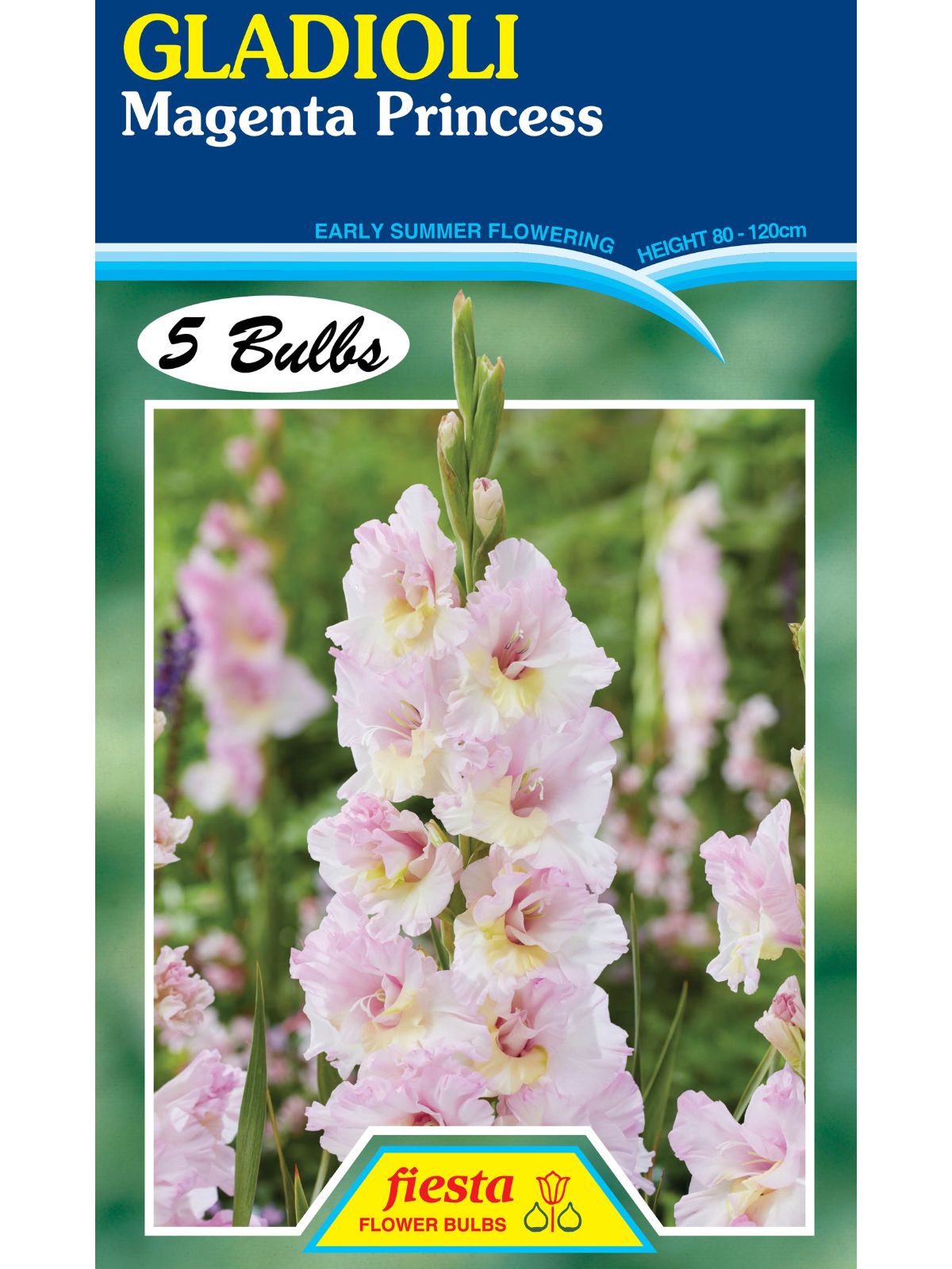 Bulb - Gladioli - Magenta Princess