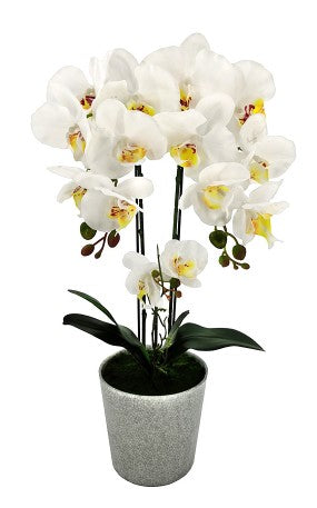 Plant - Artificial - Medium Phalaenopsis Orchid - Ceramic Vase