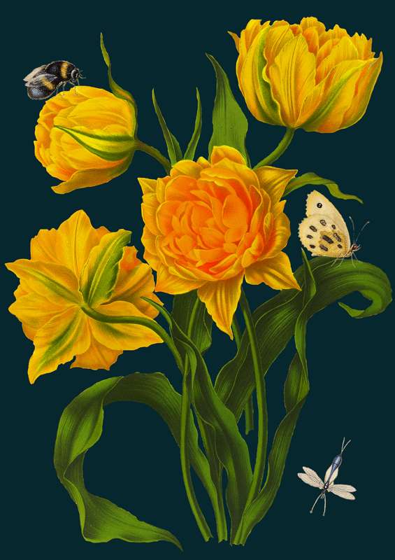 Card - Blank - Yellow Parrot Tulips