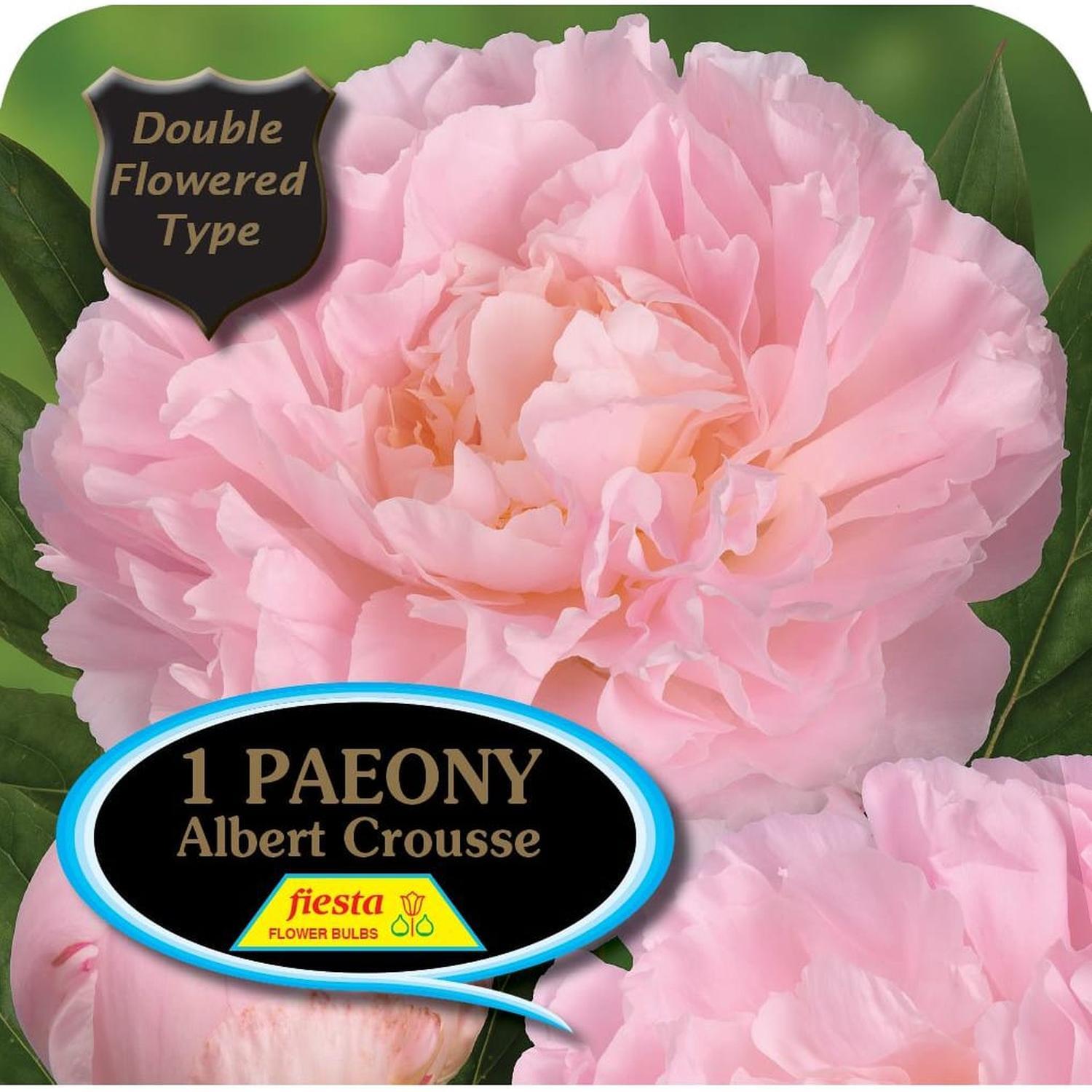 Peony Tuber - Albert Crousse