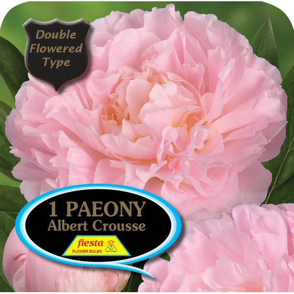 Peony Tuber - Albert Crousse