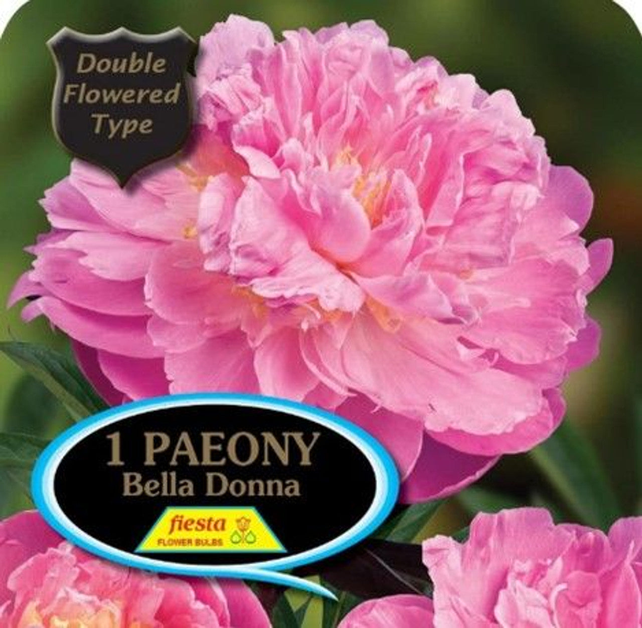 Peony Tuber - Bella Donna