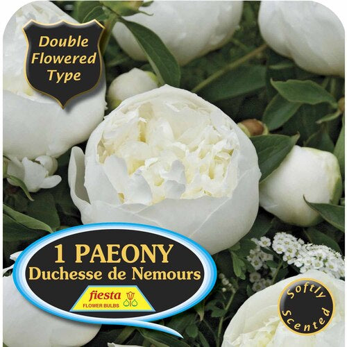 Peony Tuber - Duchesse de Nemours