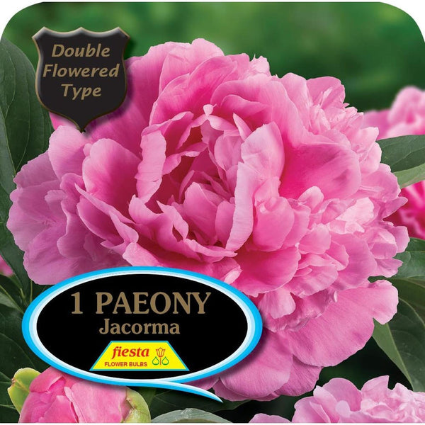 Peony Tuber - Jacorma