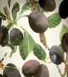 Caddies - 3 different designs - Fruit Garden Berries