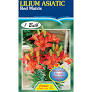 Lily - Red Matrix