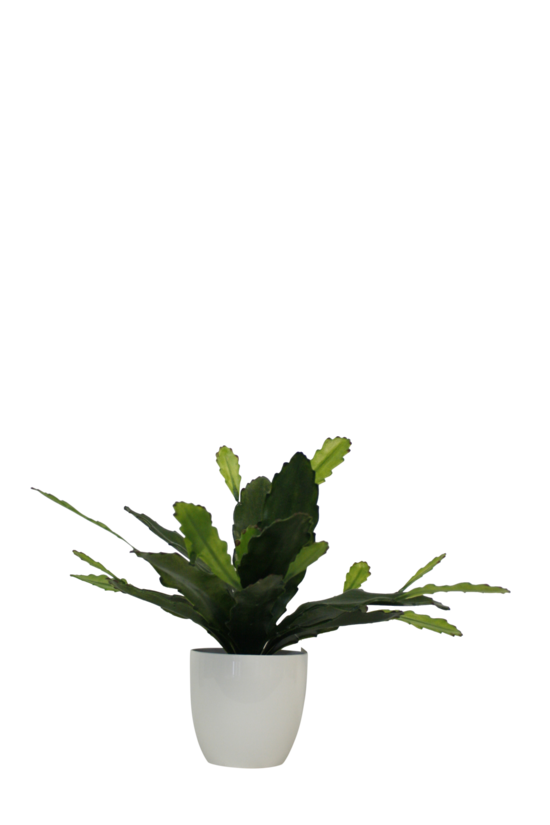 Epiphyllum Plant Artificial
