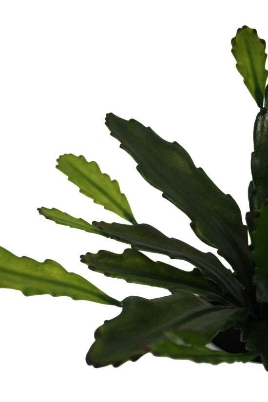 Epiphyllum Plant Artificial