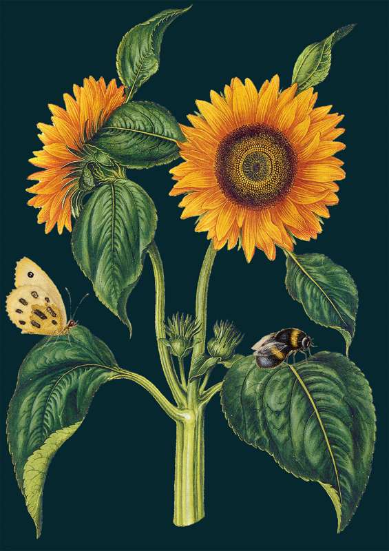 Card - Sunflower