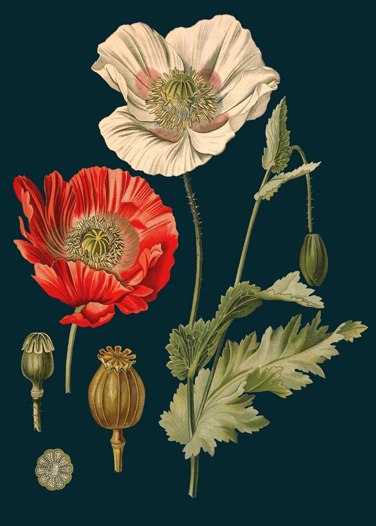 Poppy Card