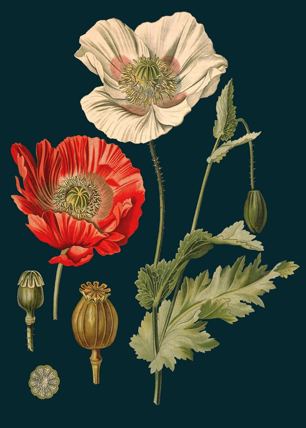 Poppy Card