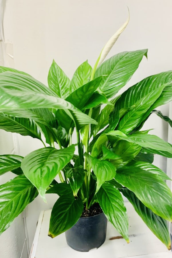 Indoor Plant - Spathiphyllum Peace Lily