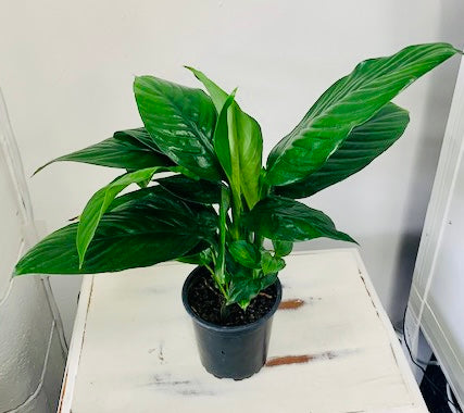 Indoor Plant - Spathiphyllum Peace Lily