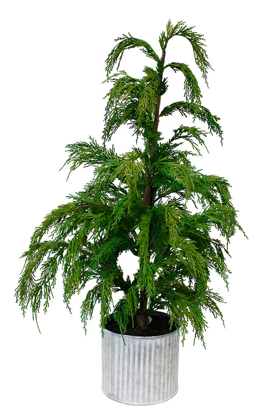 Weeping Cedar in Galvanised Pot - Medium